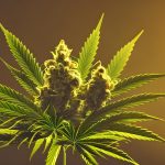 Стоимость семян конопли и факторы влияющие на нее images31.jpg