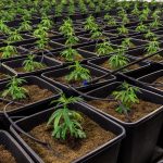 Купить Семена Конопли в Пятигорске: Где и Как Приобрести Качественный Продукт images317.jpg