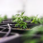 Сорт конопли Auto Issyk feminised от Bang Seeds images330.jpg