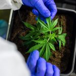 Продажа семян конопли аспекты использования и правовые вопросы images351.jpg