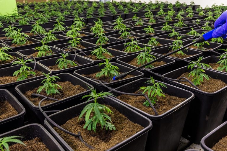 Питательная ценность и применение семян конопли обыкновенной