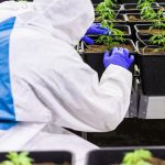 Семена конопли Auto NL feminised от Female Seeds images364.jpg