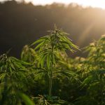 Сорт конопли Moby Dick CBD feminised от Dinafem Seeds images37.jpg