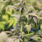 Семена конопли Sweet Cheese feminised от Sweet Seeds images378.jpg