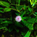 Семена конопли Skunk Special feminised от Female Seeds images382.jpg