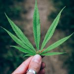 Семена конопли Чуйская: свойства и применение images389.jpg