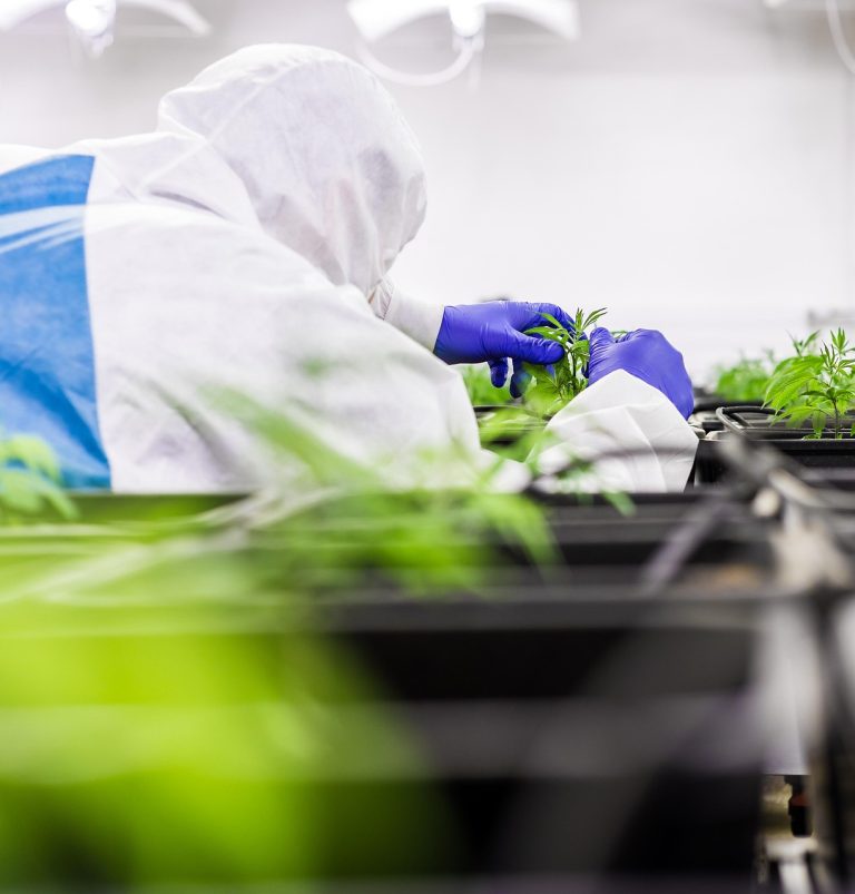 Выбор семян конопли основные факторы и преимущества различных типов