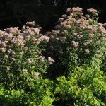 Покупка семян конопли в интернет-магазине images408.jpg