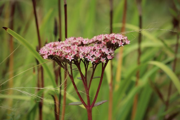 Преимущества и особенности выращивания низкорослой марихуаны