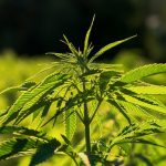 Выращивание качественных семян марихуаны images44.jpg