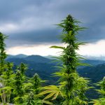 Где купить семена конопли images453.jpg