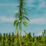 Покупка Семян Конопли в Москве с Доставкой Курьером images49.jpg