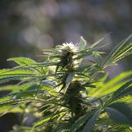 Полезные свойства и применение семян дикой конопли images53.jpg