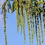 Семена конопли Auto Black Domina feminised от Ganja Seeds images86.jpg